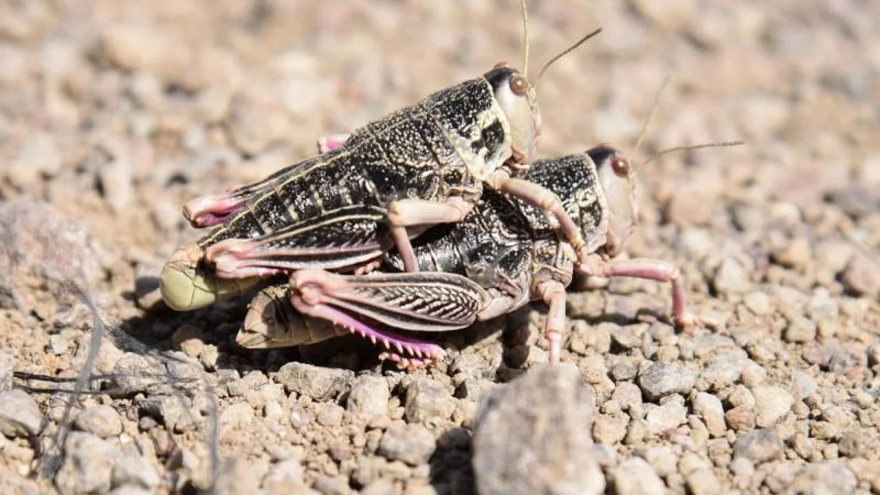 Alerta fitosanitaria por tucura sapo en Chubut: qué implica la resolución de SENASA