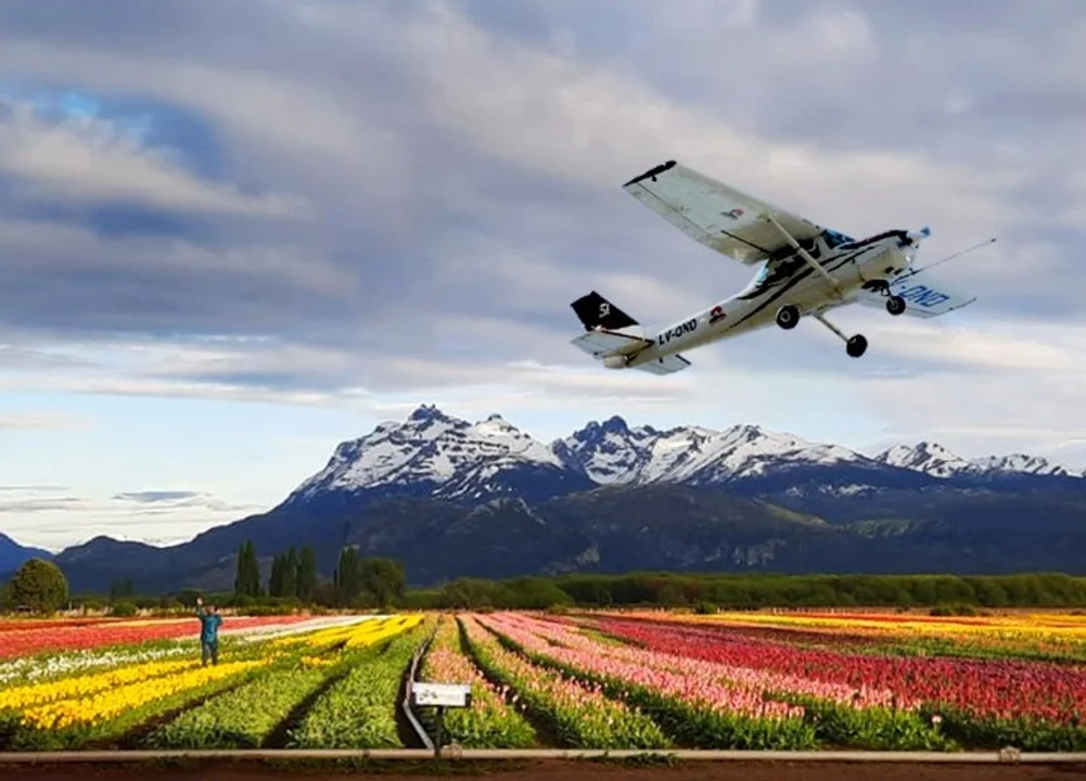 Tulipanes: cierre de temporada con lluvia de petalos en Trevelin